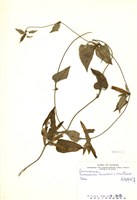 藏品(臺灣肺形草)的圖片